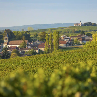 Visite du vignoble autour de Mâcon