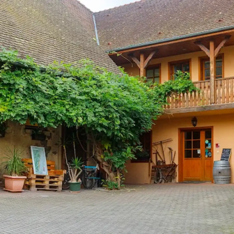 Immersion chez les vignerons alsaciens
