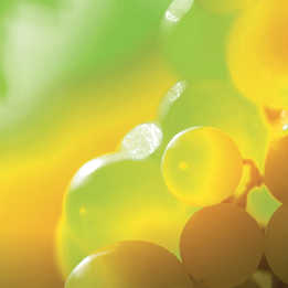 Dégustation de vins biologiques Alsace
