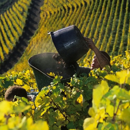Week-end vendanges en Alsace