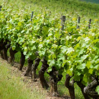Séjour viticole en Anjou Saumur