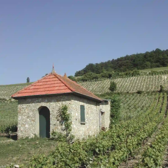 Cabotte dans les vignes lors de la découverte de la champagne