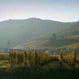 Cadeau dégustation sur la route d'Alsace