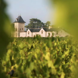 Visites de domaines viticoles en Anjou