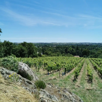 Balade dans les vignes à la découverte des appellations de Loire