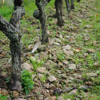 Atelier découverte de la vigne près d'Angers