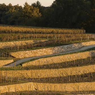 Visite vignoble à Saint-Christophe-des-Bardes