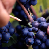 Visites de cave Beaujolais