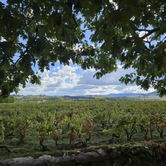 Visite du vignoble de Fleurie, Beaujolais