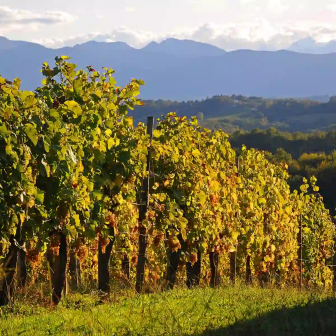 Vin et golf dans le Béarn