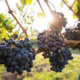 Dégustation de vins biologiques en Provence