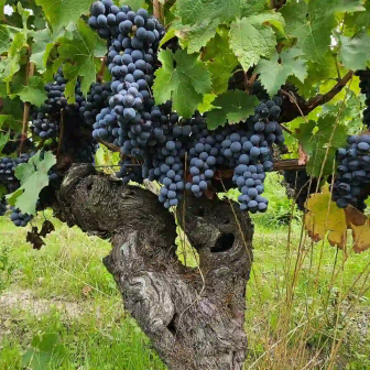 Balade dans les vignes produisant des vins rouges de Loire