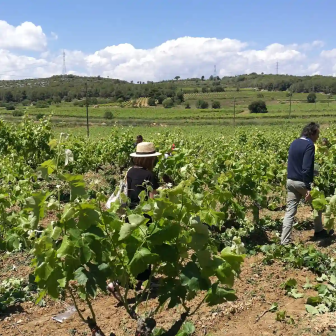 Visite du vignoble catalan