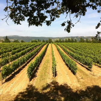 Séjour découverte des vignobles du Rhône