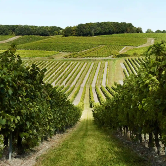 Découverte des vignes à Cognac
