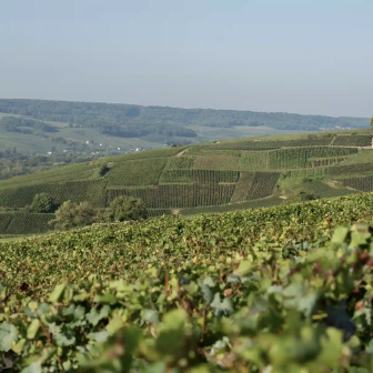 Tour dans le vignoble champenois