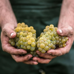 Séjour dans le Muscadet