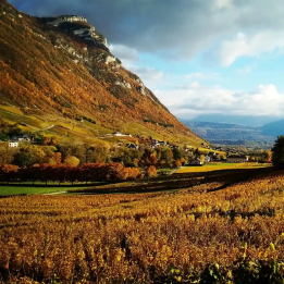 Séjour viticole Chambéry