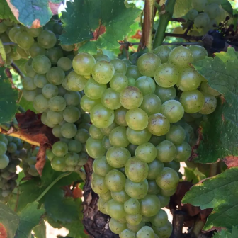 Cadeau autour du vin Languedoc-Roussillon