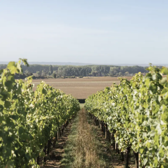Visite du vignoble de Normandie