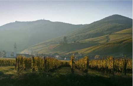 Cadeau dégustation Route d'Alsace
