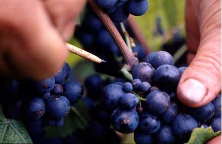 Visites de cave Beaujolais