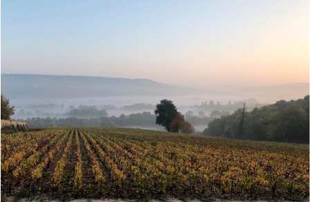 Séjour dégustation de champagnes biologiques