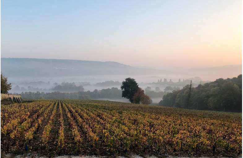 S&eacute;jour d&eacute;gustation de champagnes biologiques