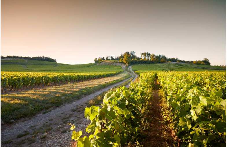 Week-end oenologique Côte chalonnaise