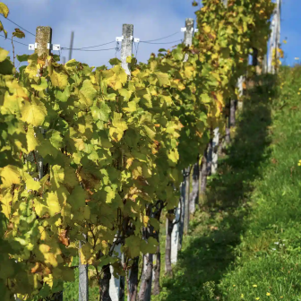 Séjour oenologie à offrir en Savoie