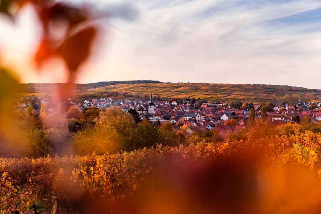Sur la route des vins d’Alsace