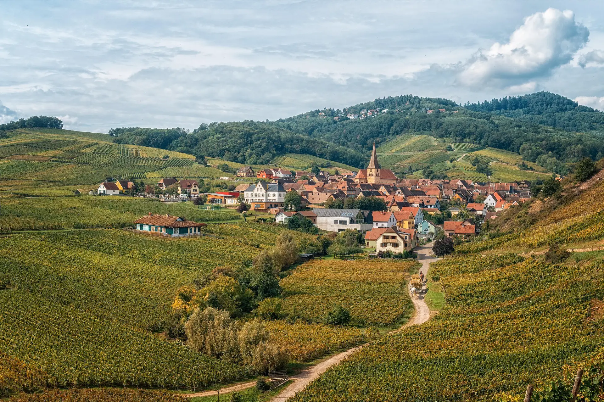 Tout savoir sur le vin d’Alsace Gewurztraminer