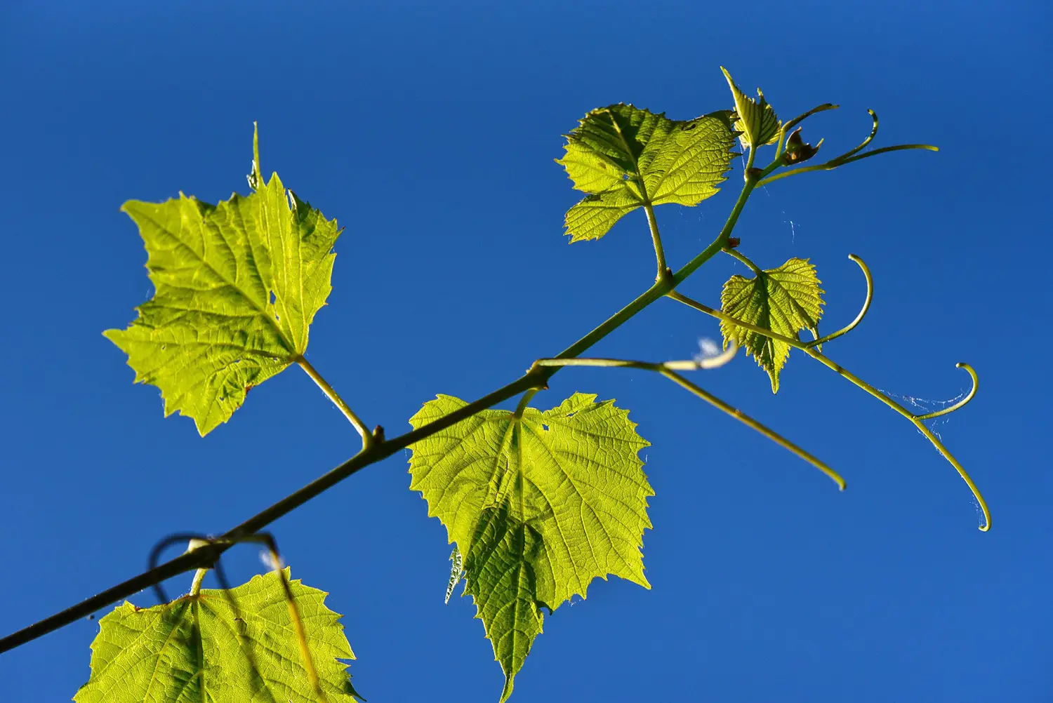 Tout savoir sur les vins de Sauternes