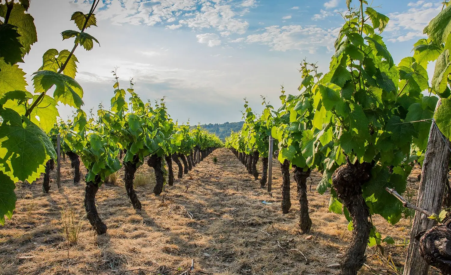 La scission du vignoble du Beaujolais