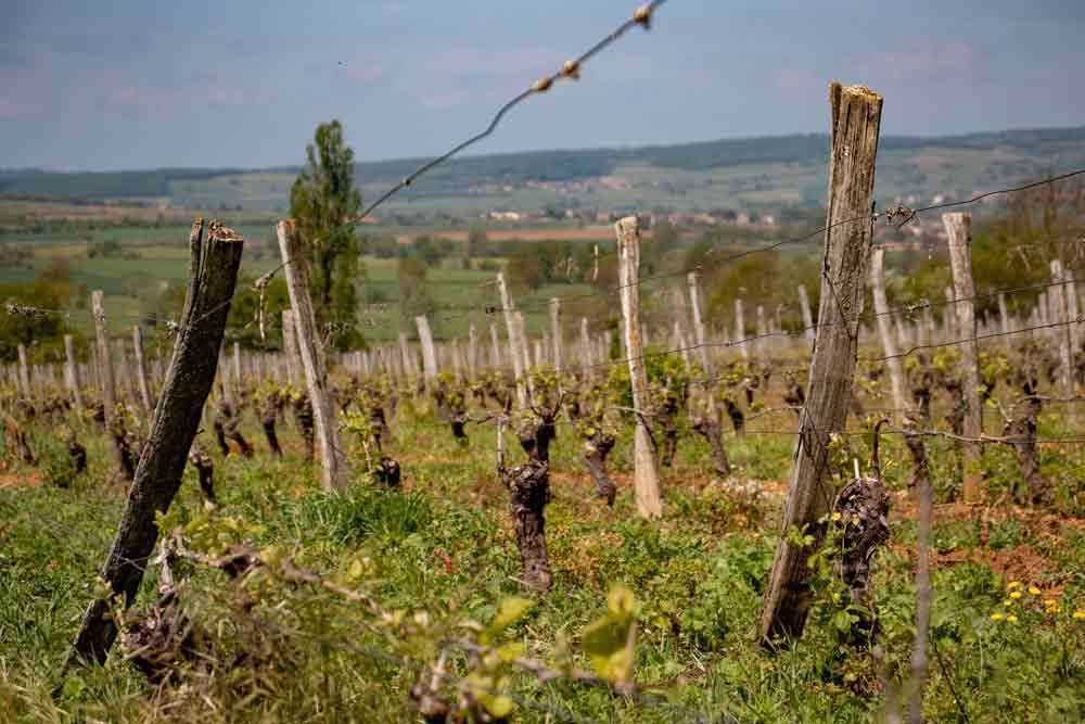Tout savoir sur le travail de la vigne