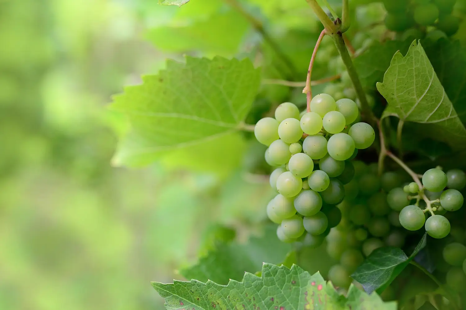 Les vins doux naturels en Languedoc-Roussillon
