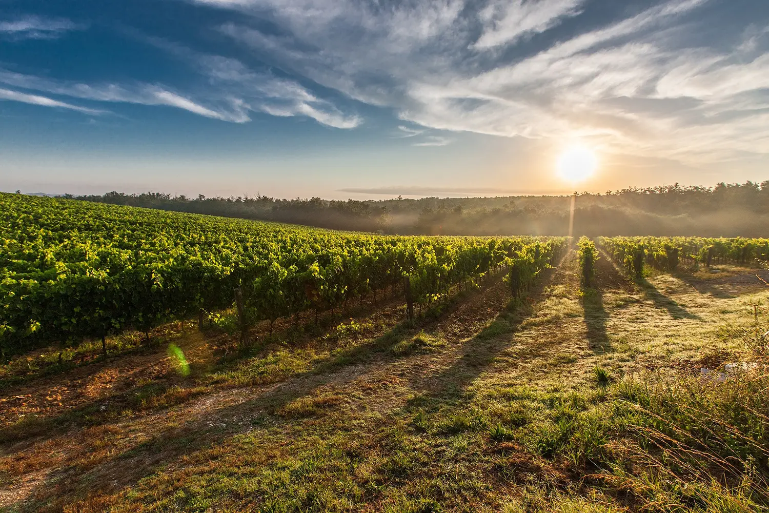 Comment vinifier les vins moelleux et liquoreux ?
