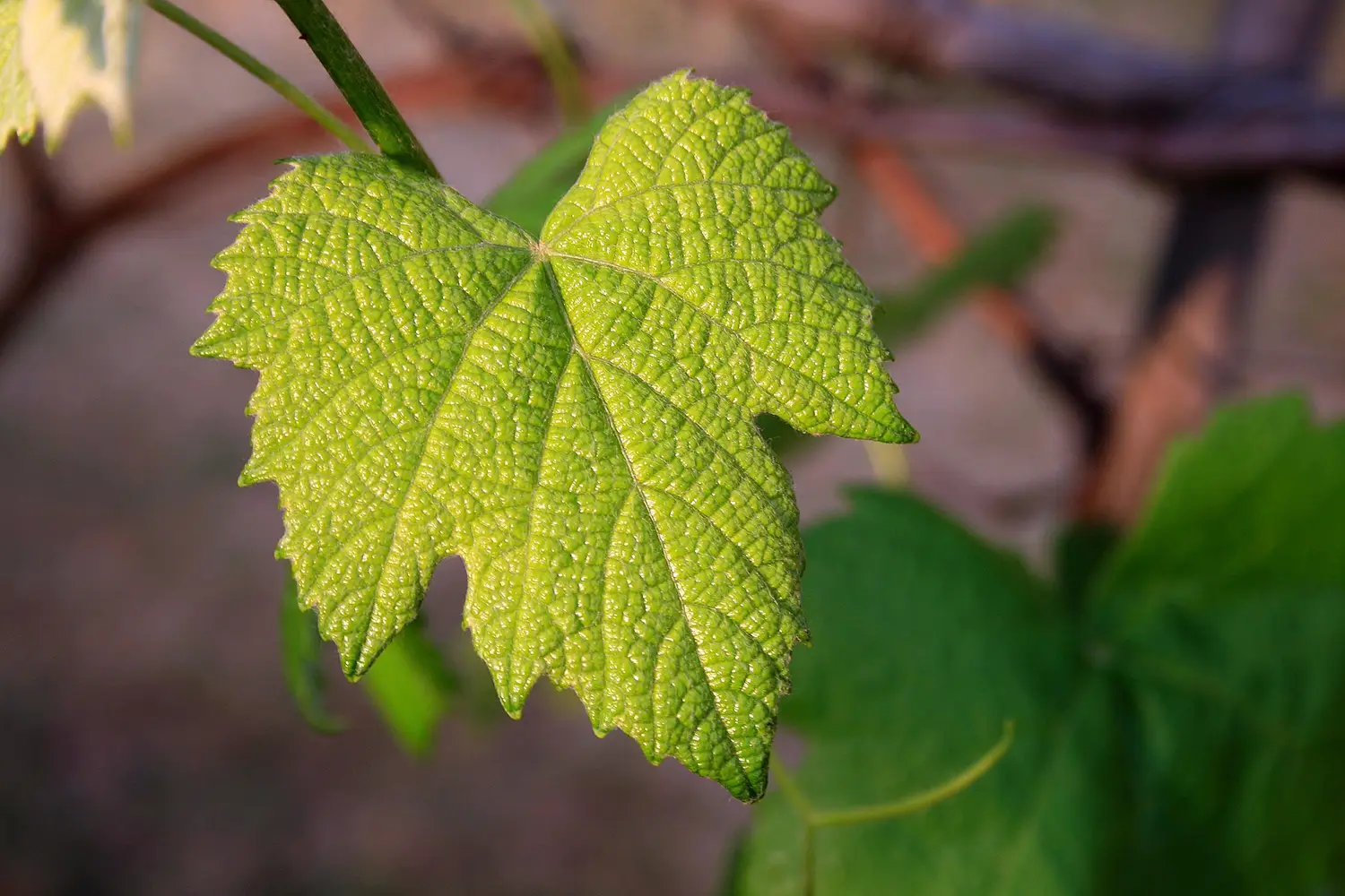 Déclassement de l’appellation Vouvray en « vins de France »