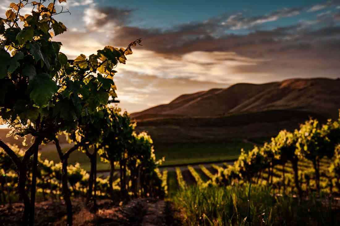 L’influence de l’altitude sur le vin