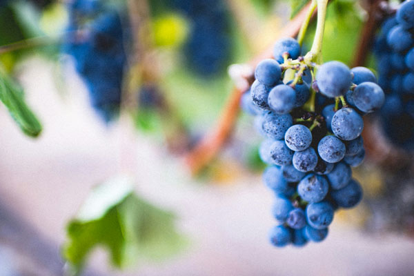 Le Calendrier des vendanges