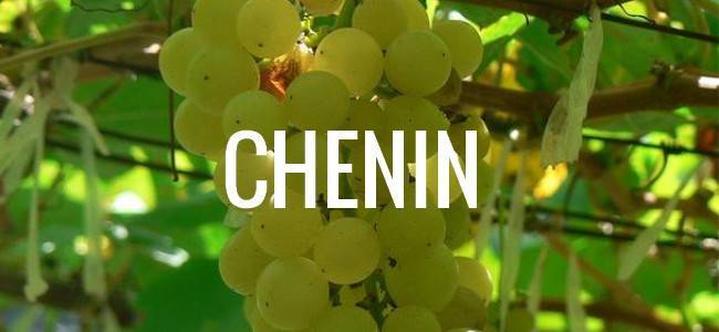 Déguster du chenin