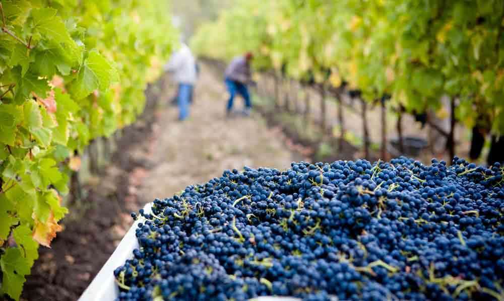 Vendanges 2015, quelles prévisions ?
