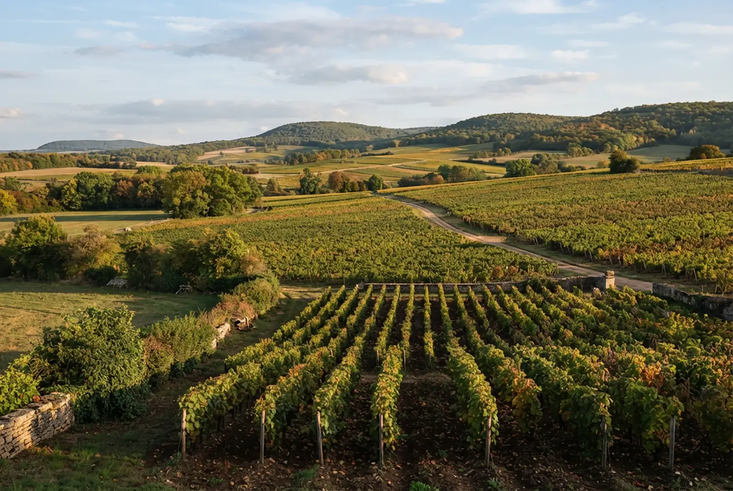 Tout savoir sur l’appellation Meursault