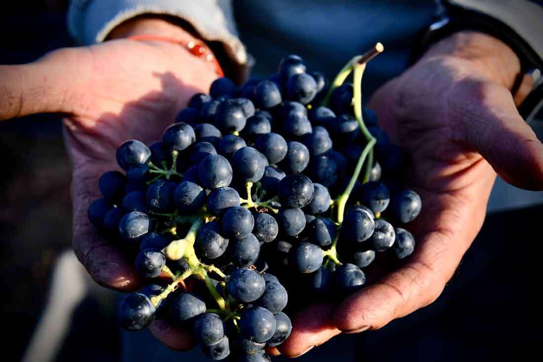 Qu’est-ce que la biodynamie ?