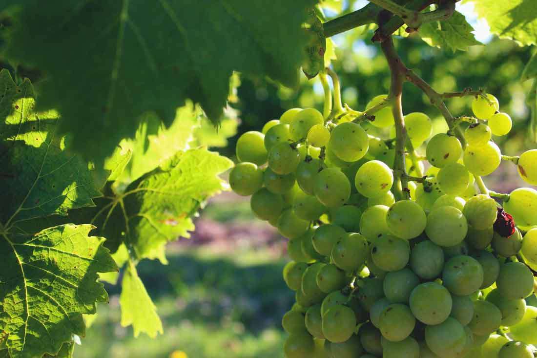 Vendanges 2016, une récolte mitigée