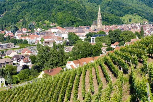 Le Rangen, un Grand Cru d’Alsace méconnu
