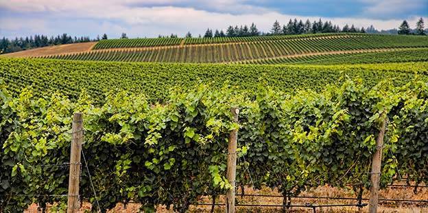 Route des vins du Mâconnais – Beaujolais