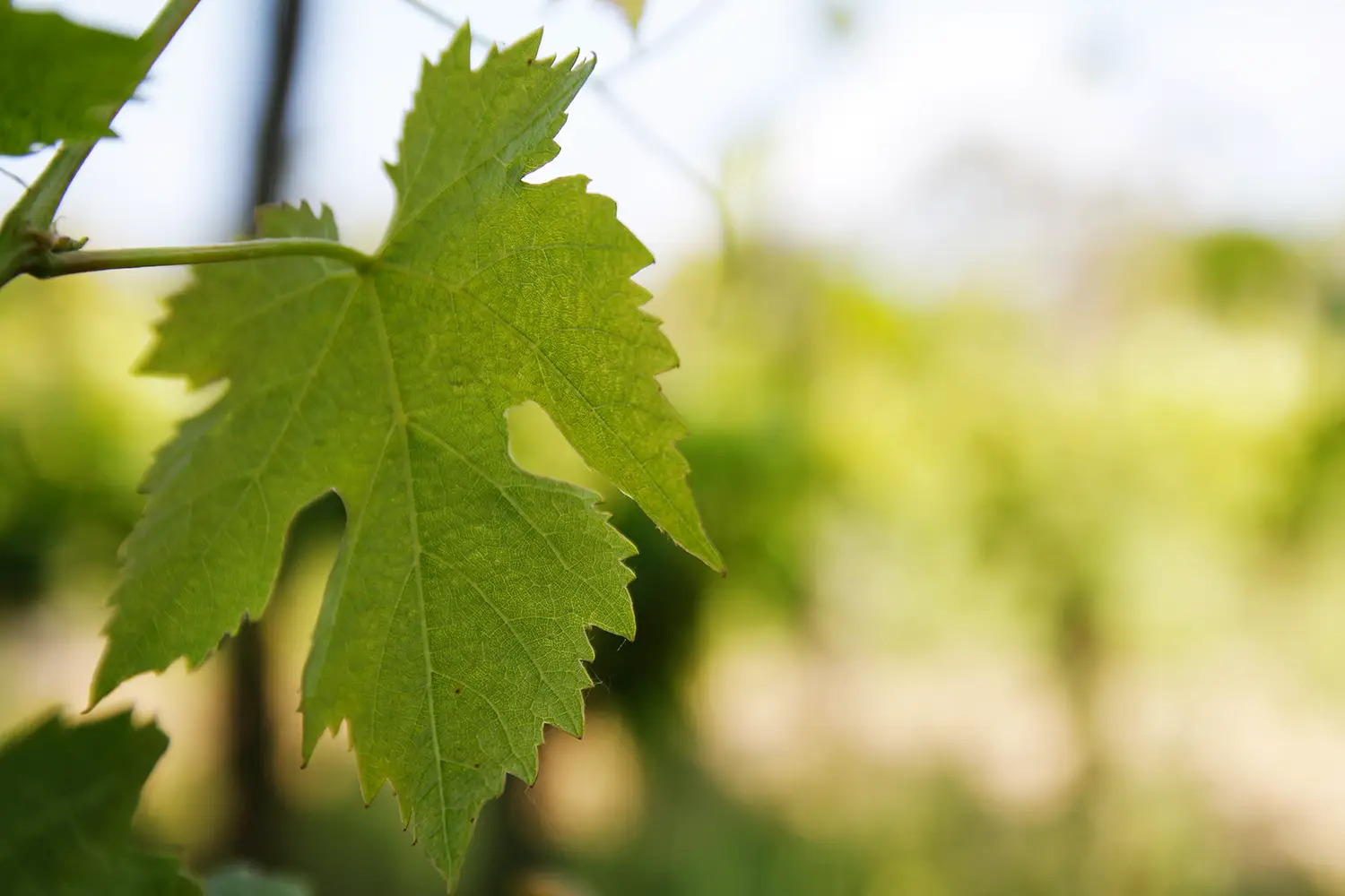 Comprendre les appellations : les clés du terroir