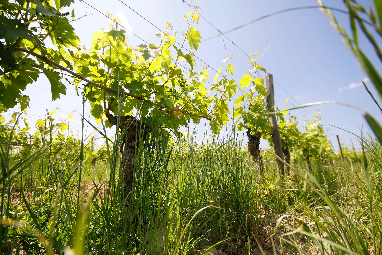 L’univers du vin : culture, terroirs et savoir-faire