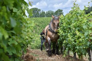 Travail du cheval dans les vignes du Domaine de la Noblaie